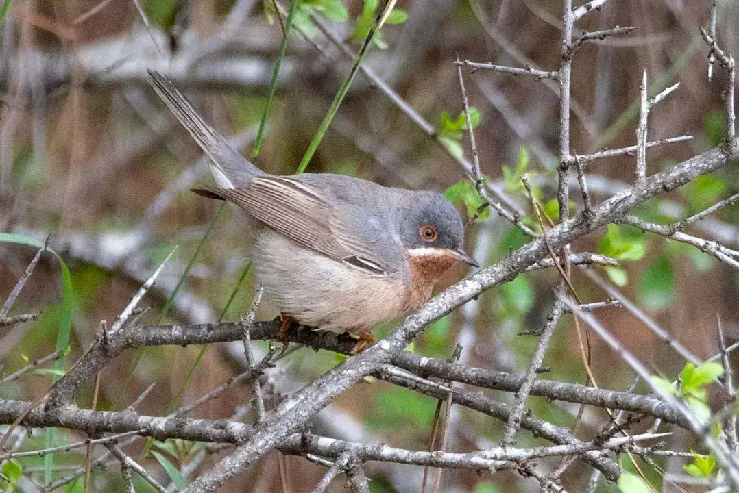 Göç Yolunda Antalya'nın Nadir Misafirleri 6